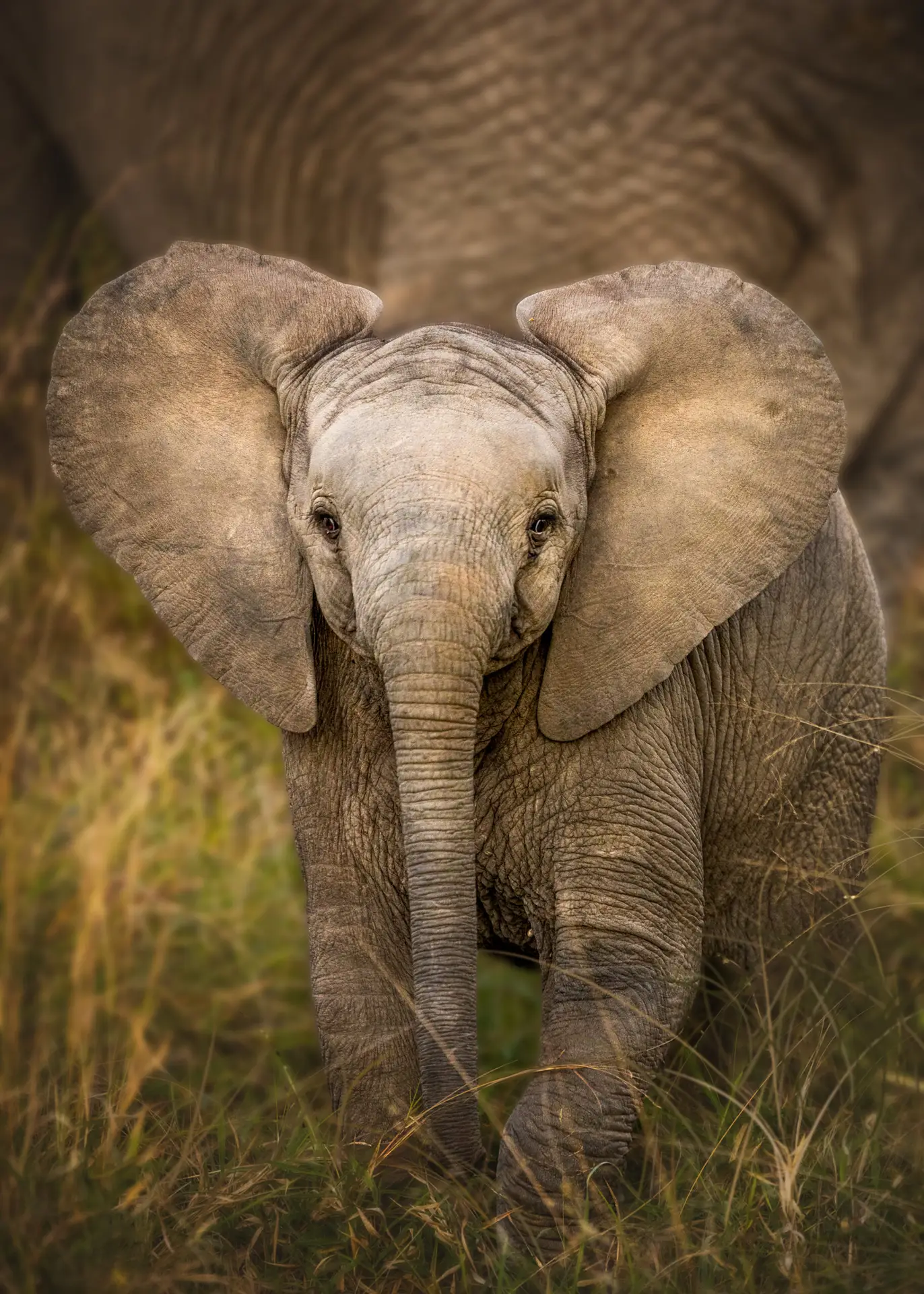 Young African elephant walking through tall grass