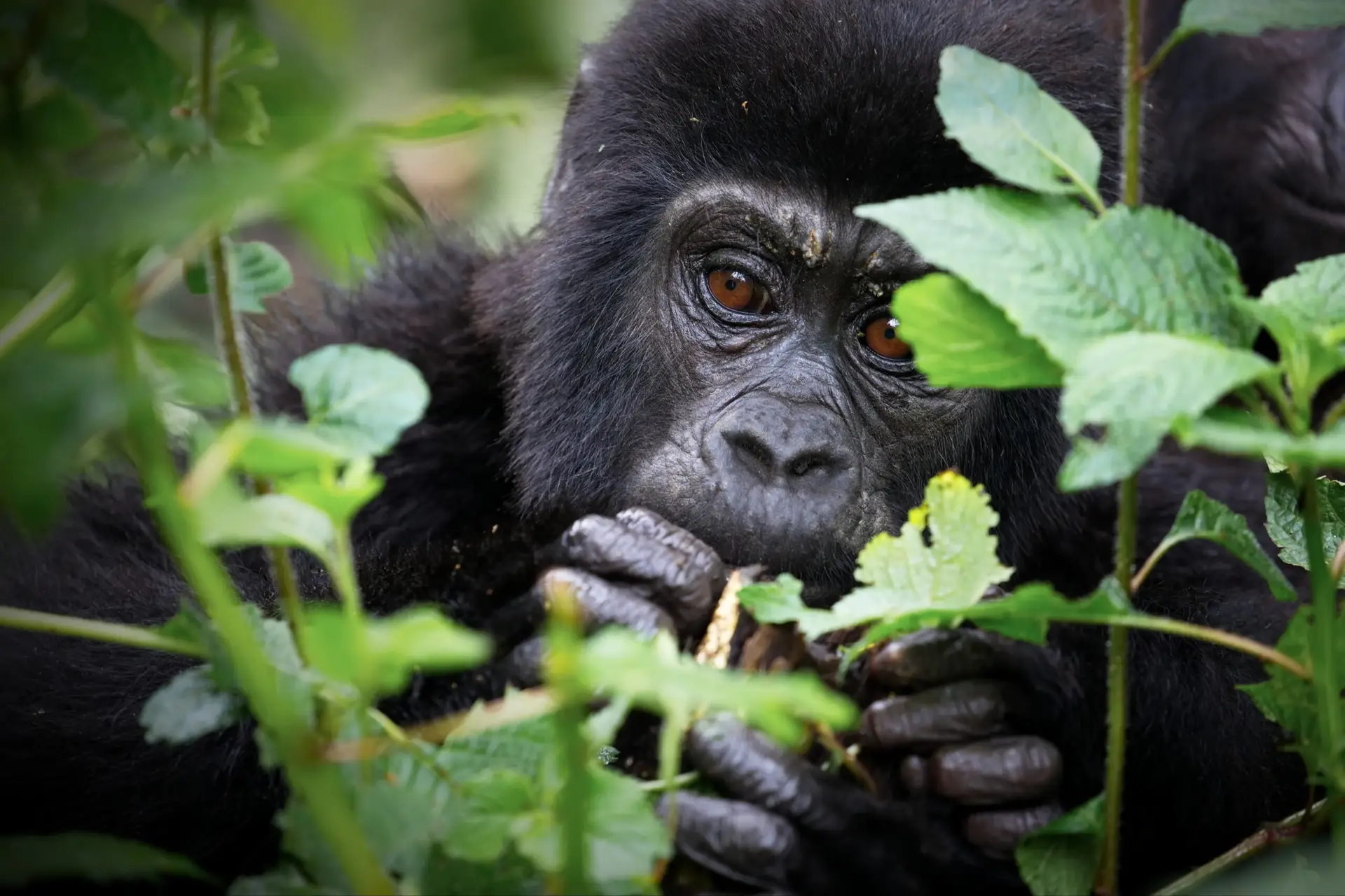 Young gorilla among green forest vegetation in Uganda
