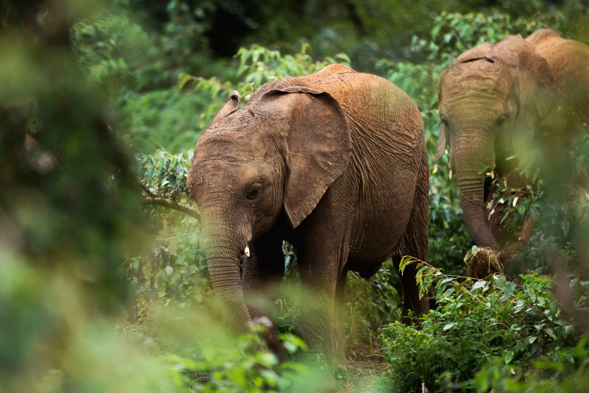 Elephants in the Maasai Mara, Kenya