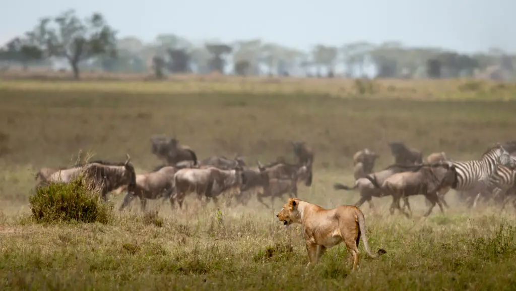 Lioness watching a herd of wildebeest on an open plain