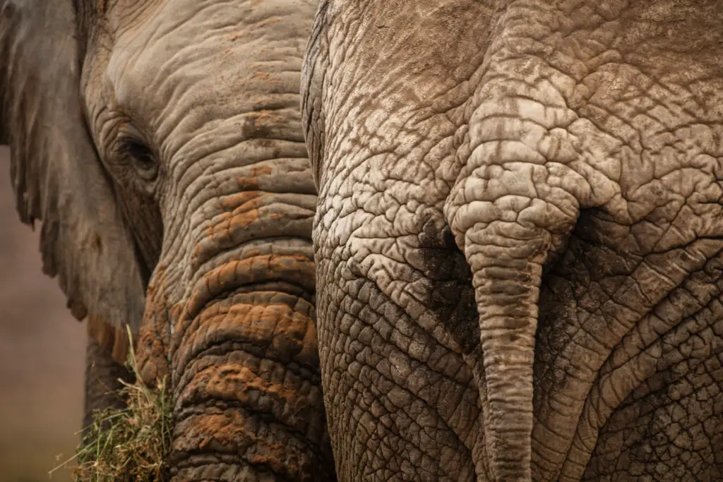 Two elephants grazing together