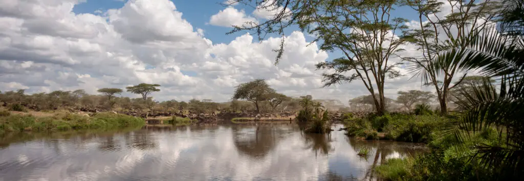 Wildebeest spread across the Serengeti plains