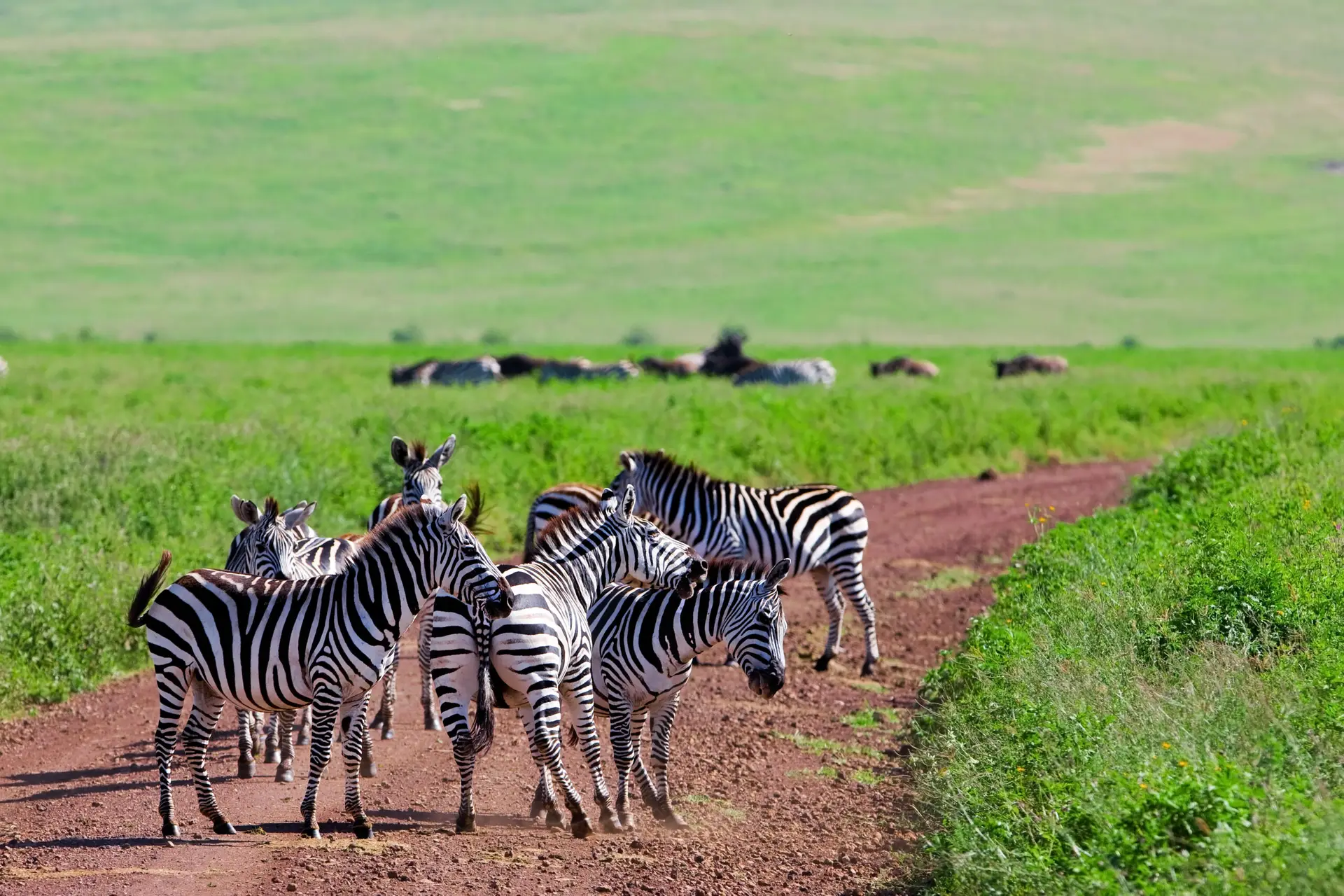 Zebras in Ngorongoro Crater, Tanzania